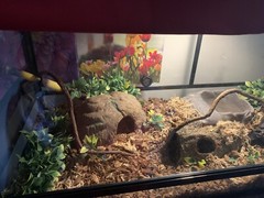 REPTIZOO 67 Gallon tank 48″x18″x18″ Good condition SNAKE INCLUDED