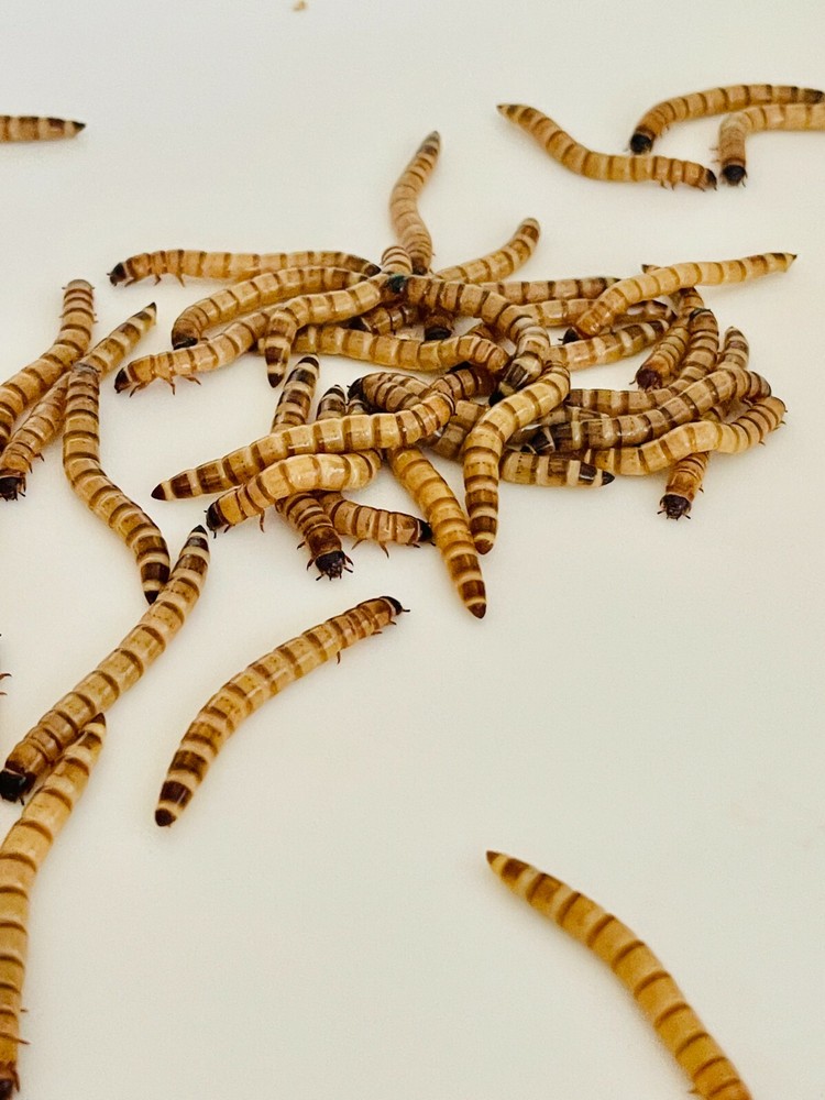 100 Large Superworms – Live – 2″ – Cupped