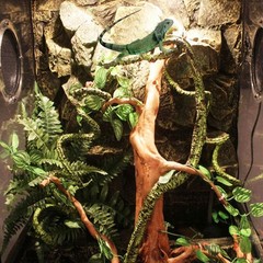 kathson 3 PCS Reptile Vines Plants Flexible Bendable Jungle Climbing Vine Terrar
