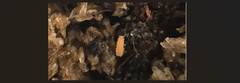 Live Florida Orange Springtails +40 (Neanura growae) Clean-Up-Crew/Feeders