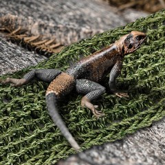 2 Pcs Bearded Dragon Hammock Lizard Reptile Climbing Lounger for Gecko Snake