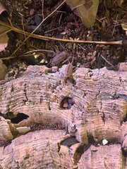 25+ Isopods porcellio scaber lava rolly polly Cleanup Crew vivarium/terrarium