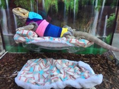 BASEBALL DESIGN BLUE ATTACHABLE RESTING SOFT BED SET COVER 4 BEARDED DRAGONS