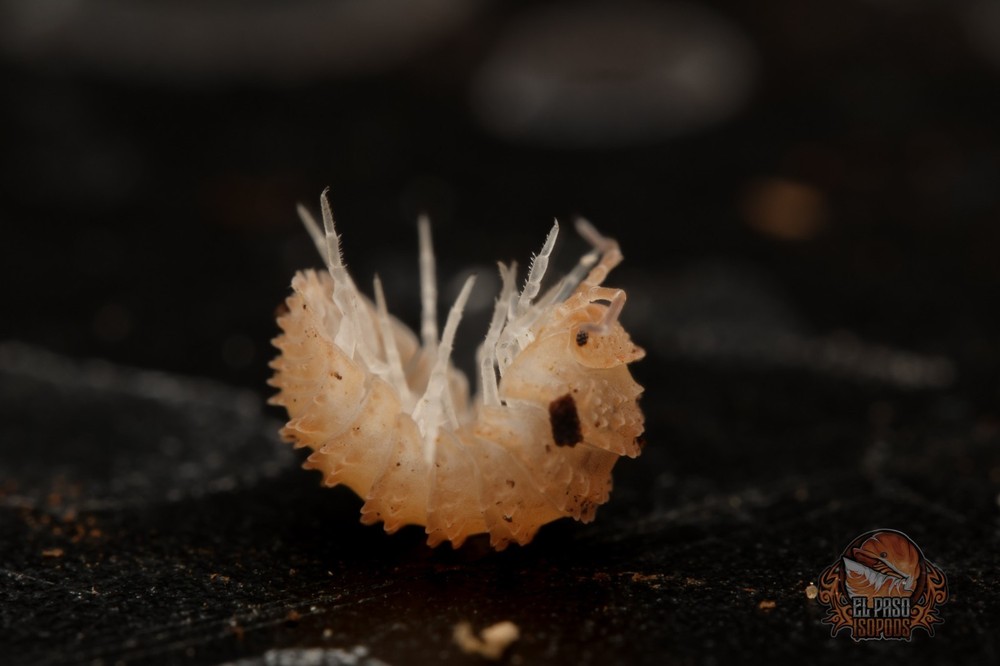C. muricatum ‘Pineapple spikey’ RARE sopod – clean up crew – Choose your count