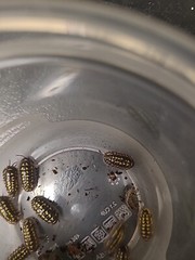 25+ Armadillidium Gestroi And 200+ Tropical Pink Springtails