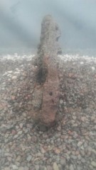 FISH TANK AQUARIUM DRAGON STONE HOLEY LIZARD REPTILE LAVA ROCK CLIMB ORNAMENTAL