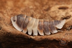 Cubaris sp. “Cappuccino” isopod – Bioactive clean up crew – Choose your count