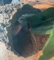 Medium Reptile Hideout – Brown Bark Bends Terrarium Decor for Secure Nesting