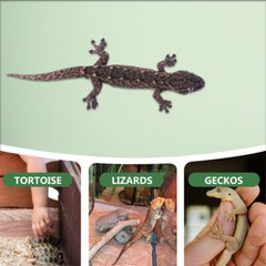 reptile liner reptile mat Reptile Carpet Terrarium Substrate