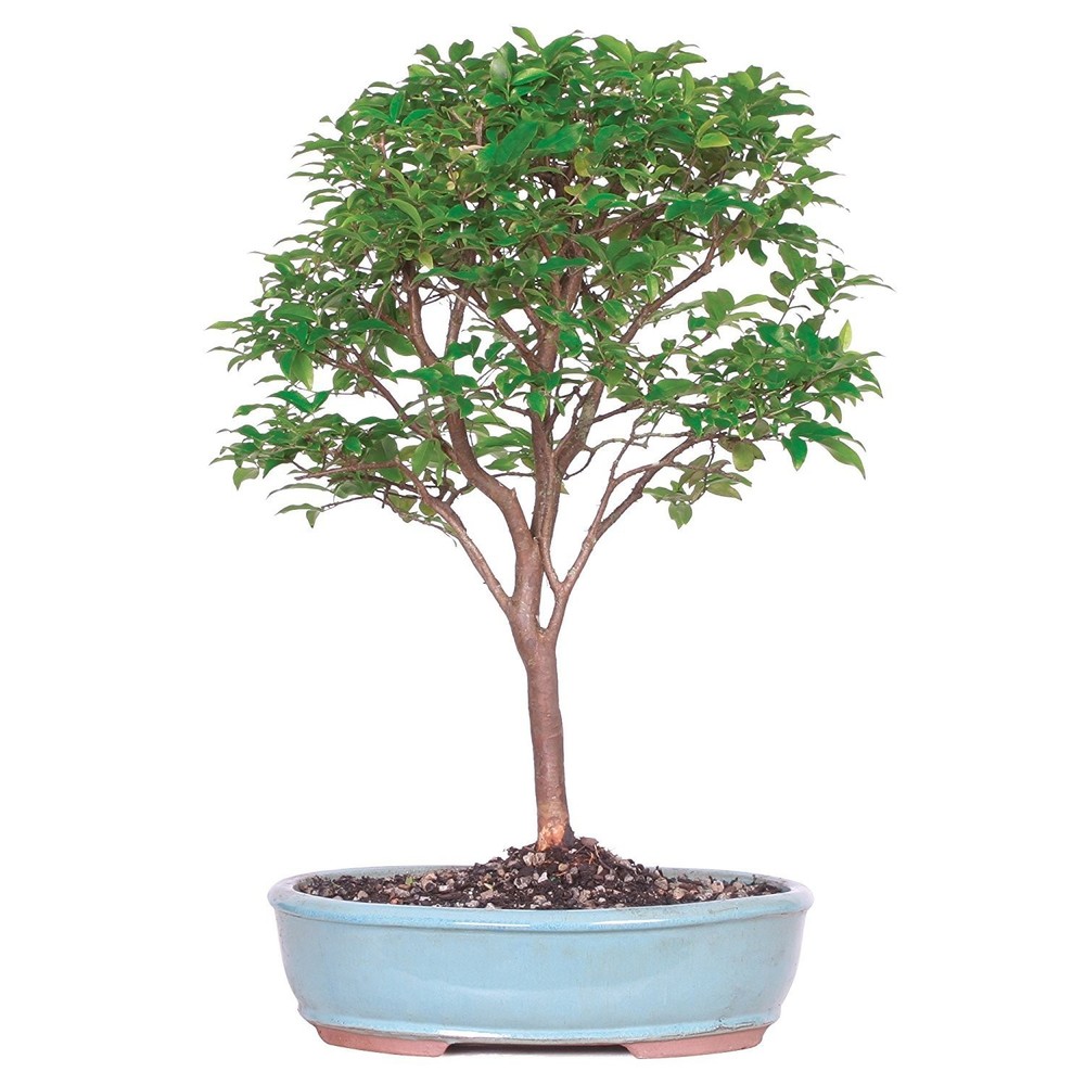 Brussel’s Bonsai Live Jaboticaba Bonsai Tree – Large, 6 Year, 10 to 14 Inches…
