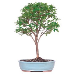 Brussel’s Bonsai Live Jaboticaba Bonsai Tree – Large, 6 Year, 10 to 14 Inches…