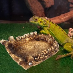 Reptile Feeding Bowl Simulation Dinosaur Jaw Shape Habitat Accessories