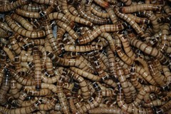 100 LIVE large superworms. Free shipping!