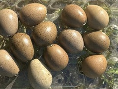 15 Fresh Infertile Button Quail Eggs for Snake Food, Reptiles or Crafts