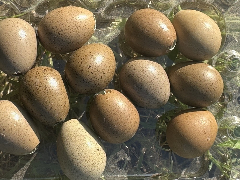 21 Fresh Infertile Button Quail Eggs for Snake Food, Reptiles or Crafts