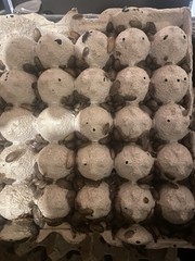 Mix Count Of Dubia Roaches