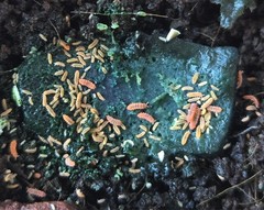 Live Florida Orange Springtails +40 (Neanura growae) Clean-Up-Crew/Feeders