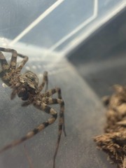 Selenopid Crab Spider (Selenops actophilus) – 1/2-3/4 in