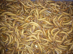 1000Ct Live Mealworms, Reptile, Birds, Chickens, Fish Food (Medium)