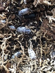 15+ Dairy Cow Isopods (Porcellio Laevis)