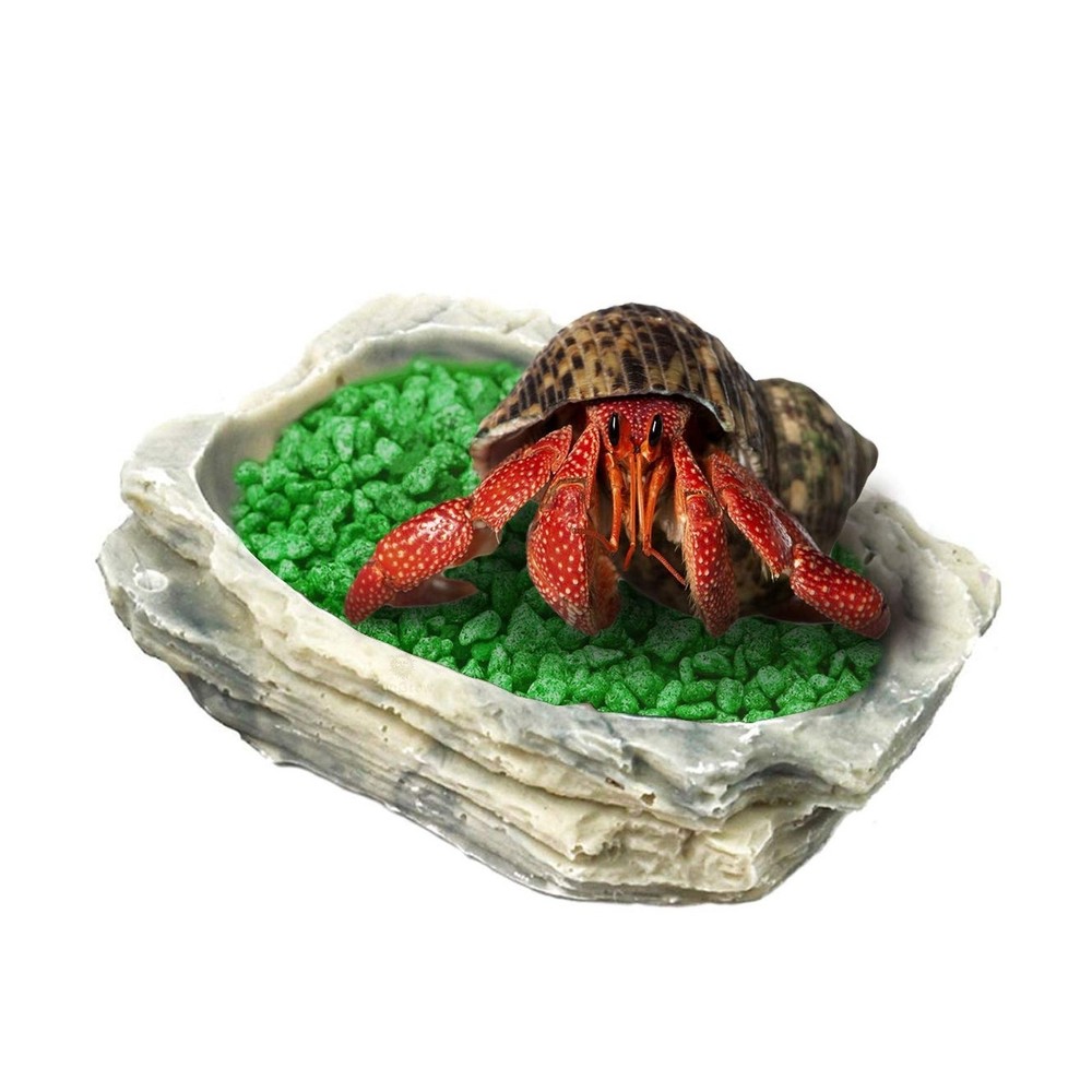 SunGrow Small Hermit Crab Feeding Bowl, for Turtle, Leopard & Crested Gecko, …
