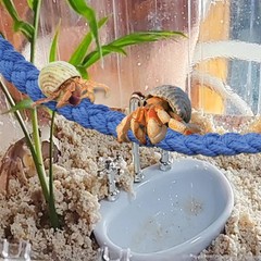 MUYG 2PCS Hermit Crab Climbing Toys,Hermit Crab Rope Ladder Decor Reptile Han…