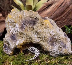 Reptile Hideout Cave Resin Simulation Rock Decor Turtles Lizards Bearded Dragons