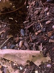 25+ Isopods porcellio scaber lava rolly polly Cleanup Crew vivarium/terrarium