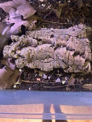 25+ Isopods porcellio scaber lava rolly polly Cleanup Crew vivarium/terrarium