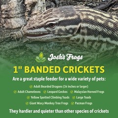 1″ Large Adult Banded Crickets (500 Count)
