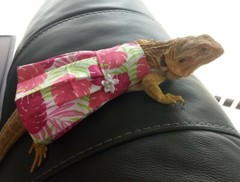 Bearded dragon Dress