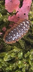 Klugii “Clown” Isopods (Armadillidium Klugii) 10+2 Clean-Up-Crew/Feeders