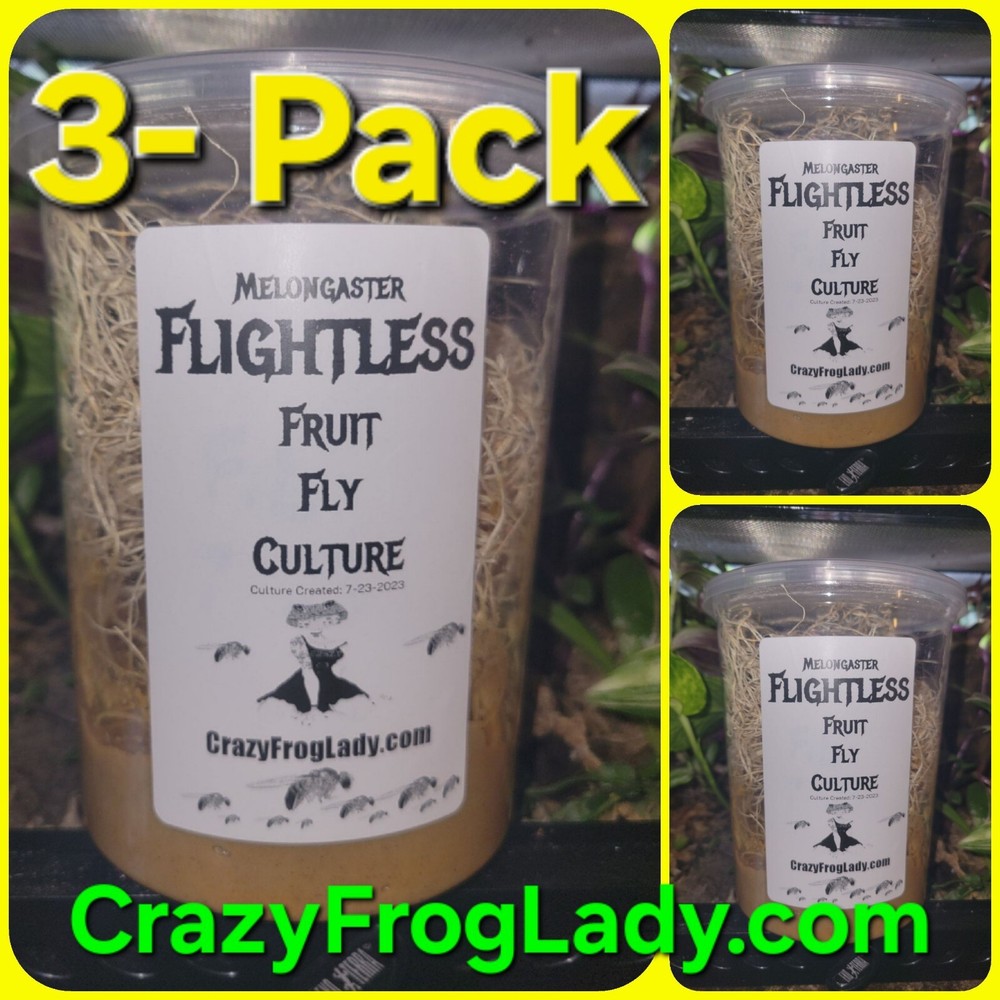Fruit Fly Culture Flightless 3 Pack Lizard And Dart Frog Food Live
