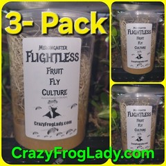 Fruit Fly Culture Flightless 3 Pack Lizard And Dart Frog Food Live