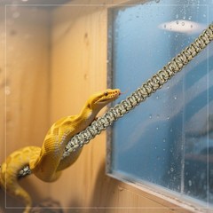 Snake Climbing Toys, Snakes Enrichment Toys Swing Climbing Rope for Ball