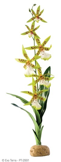 EXO TERRA RAINFOREST PLANT – SPIDER ORCHID