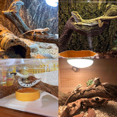 Reptile Decor 8PCS Natural Forest Branch Terrarium Habitat Decoration Lizard Cli