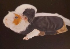 Thrills & Chills Small Pet Guinea Pig Halloween Costume skunk NWT
