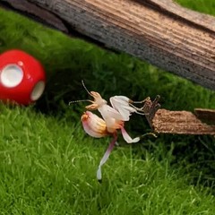Live Praying Mantis Orchid (Hymenopus coronatus) l2-l3 Rare Exotic Pet Insect