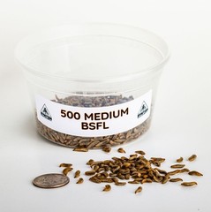 Live Feeders – Black Soldier Fly Larvae (Medium)