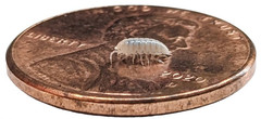 Dwarf White Isopods (Trichorhina Tomentosa) +20 Clean-Up-Crew/Feeders