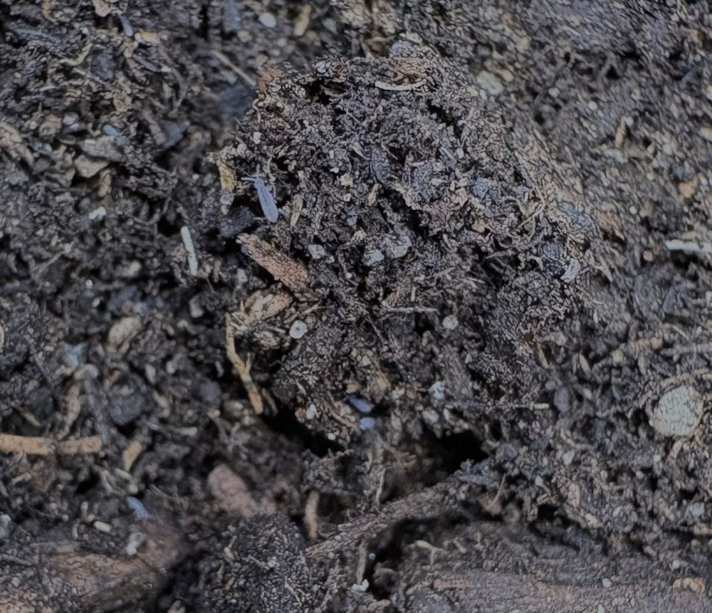 50 count- Desoria Trispinata “Blue Velvet Springtail” (UV light fluorescent)