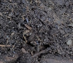 50 count- Desoria Trispinata “Blue Velvet Springtail” (UV light fluorescent)