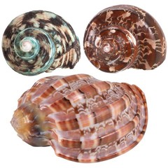3PCS Natural Hermit Crab Shells Size 2.5″ – 4″, Opening 1″ – 2.5″ Hermit Crab…