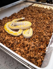 Coconut Husk Reptile Substrate 10 Lb Block Terrarium Bedding Habitat Dirt