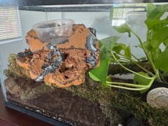 Reptile Magnetic Ledge With 5 Feeder Cups Small Desert