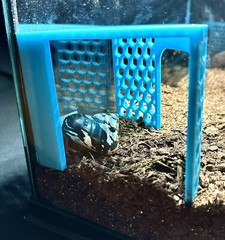 Hermit Crab Climbing Corner Stand Tank Ornament Hide Cave Accessories Supplies
