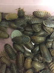 Large dubia roaches
