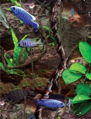 T-Rex Aquarium Décor – Aqua Vine Large