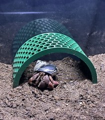 Hermit Crab Bridge Climbing Toys Tank Decoration Ornament Accessories Supplies
